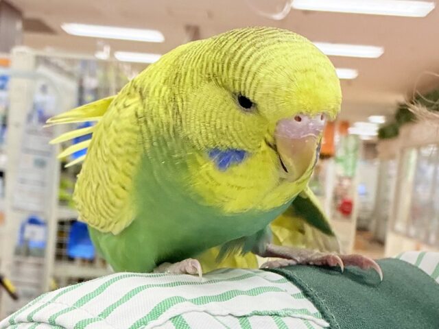 ジャンボセキセイインコ
