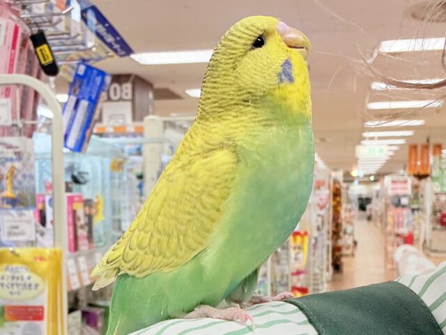 ジャンボセキセイインコ
