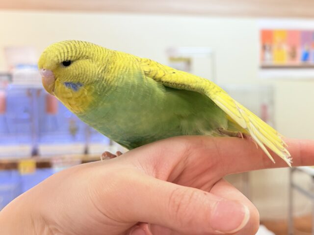 ジャンボセキセイインコ