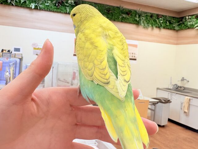 ジャンボセキセイインコ