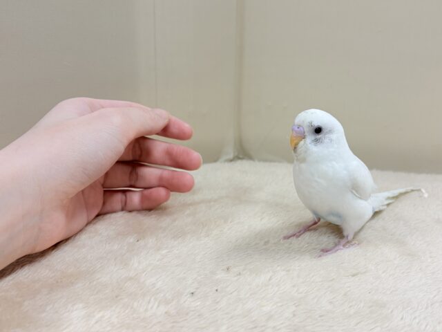 セキセイインコ