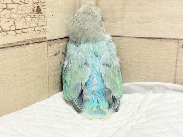 コザクラインコ（小桜インコ）