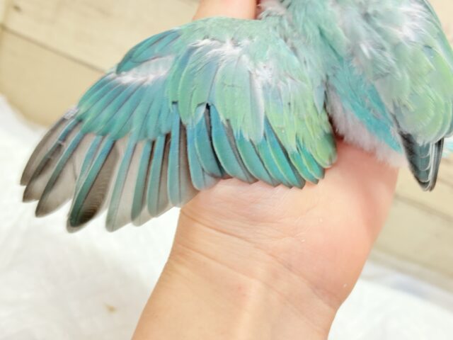 コザクラインコ（小桜インコ）