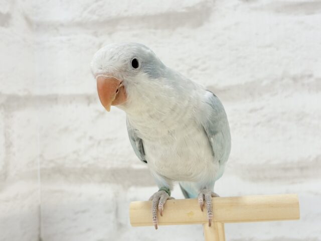オキナインコ