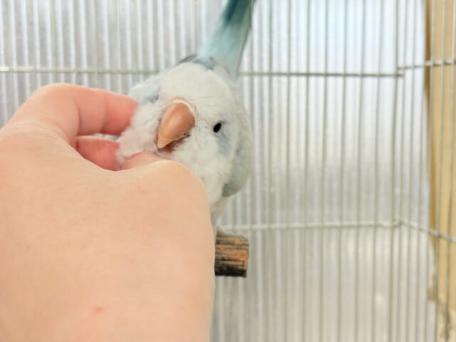 オキナインコ