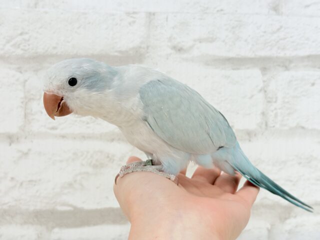 オキナインコ
