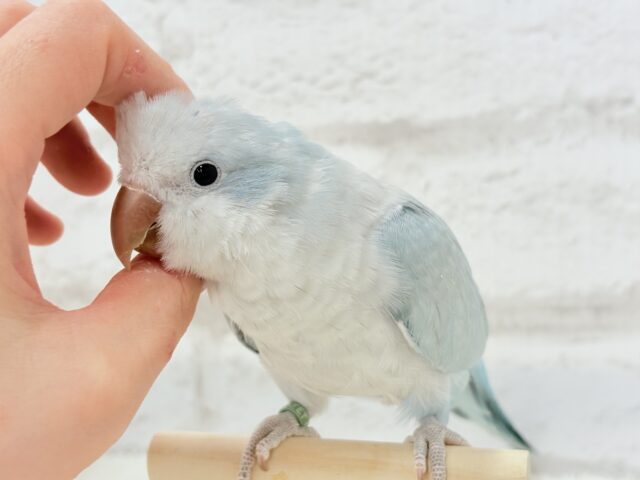 オキナインコ