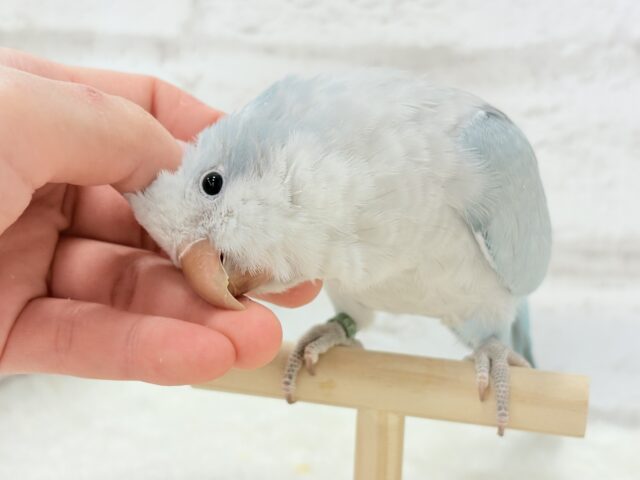 オキナインコ