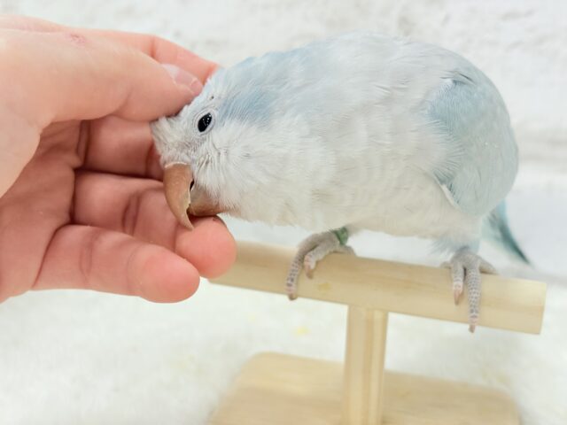 オキナインコ