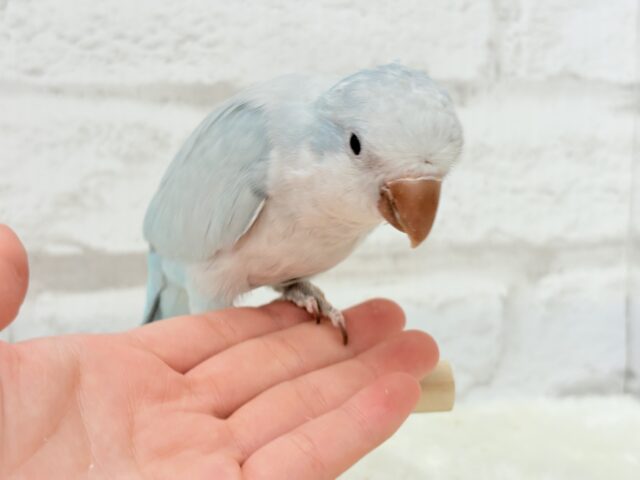 オキナインコ