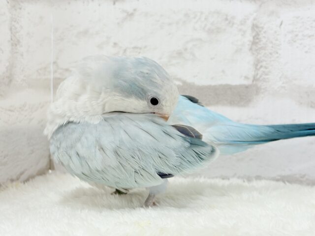 オキナインコ