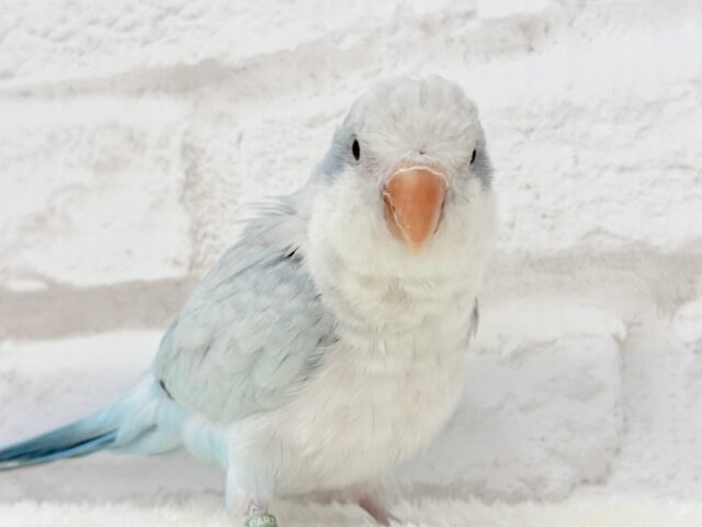 オキナインコ