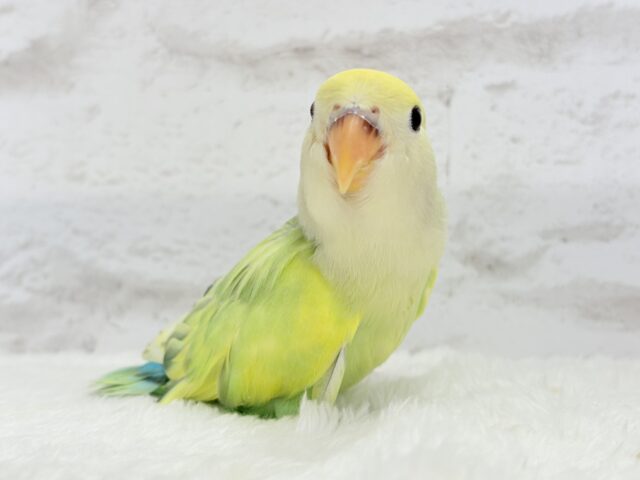 コザクラインコ（小桜インコ）