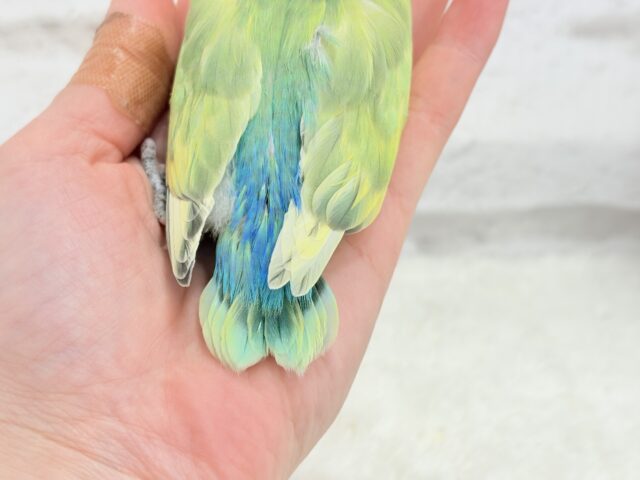 コザクラインコ（小桜インコ）