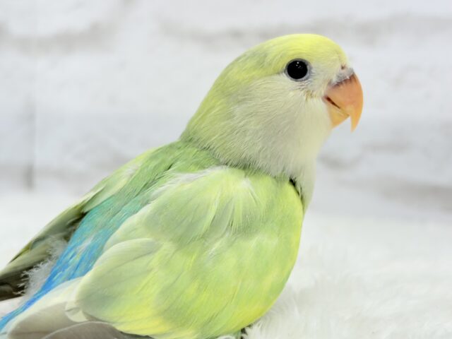 コザクラインコ（小桜インコ）