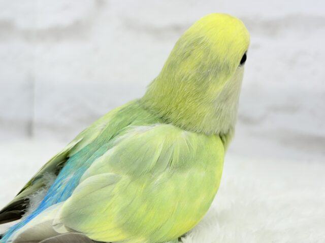 コザクラインコ（小桜インコ）