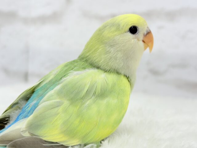 コザクラインコ（小桜インコ）