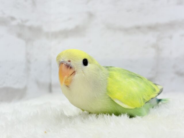 コザクラインコ（小桜インコ）