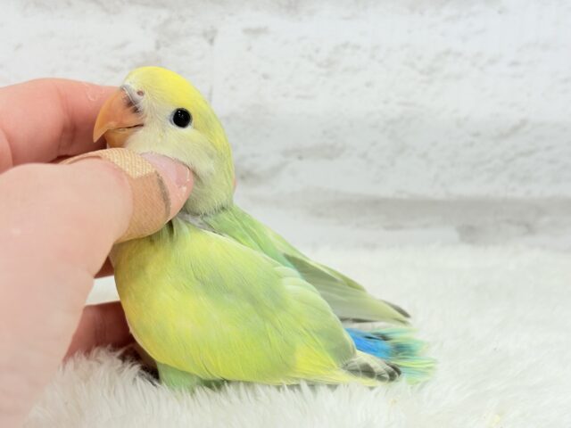コザクラインコ（小桜インコ）
