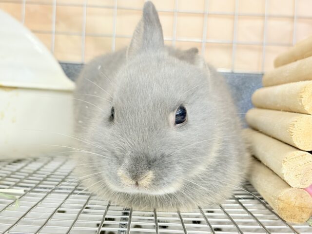 ネザーランドドワーフ