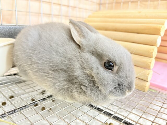 ネザーランドドワーフ