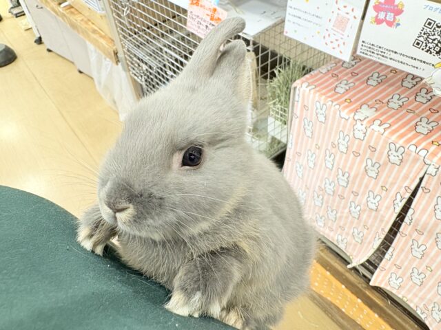 ネザーランドドワーフ