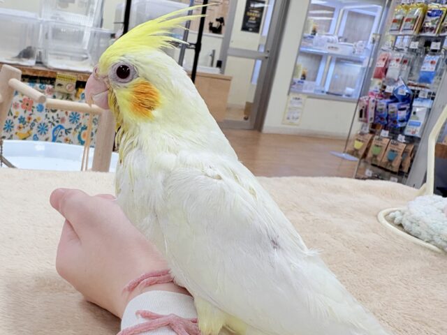オカメインコ