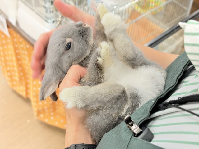 ネザーランドドワーフ