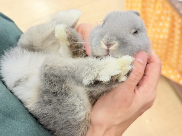 ネザーランドドワーフ