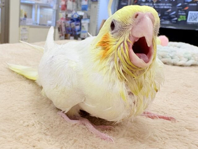 オカメインコ