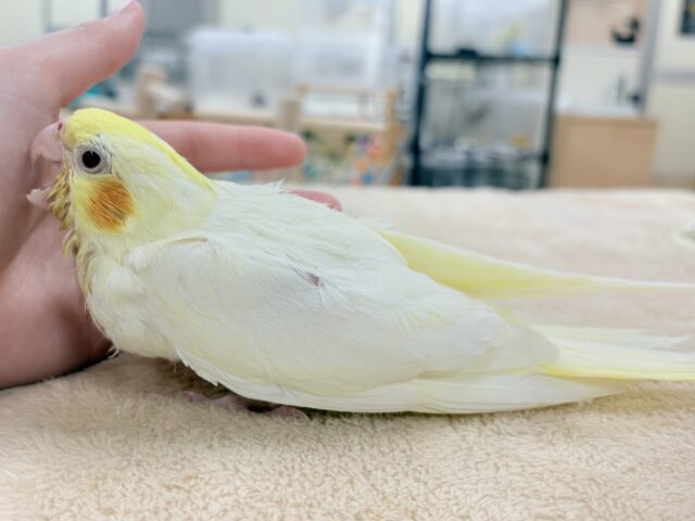 オカメインコ