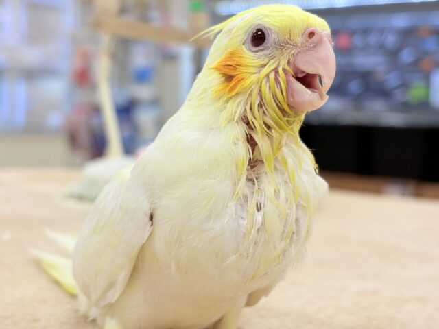 オカメインコ