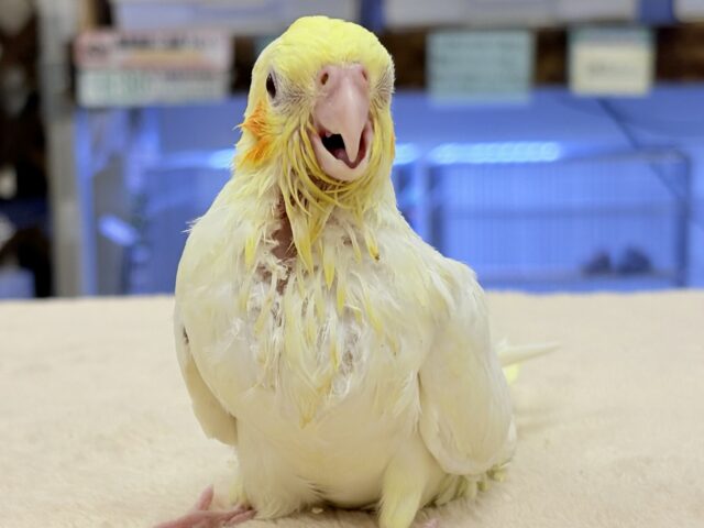 オカメインコ
