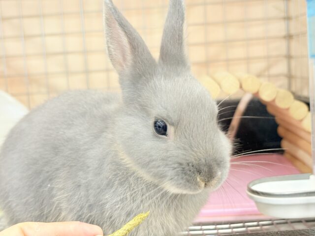 ネザーランドドワーフ