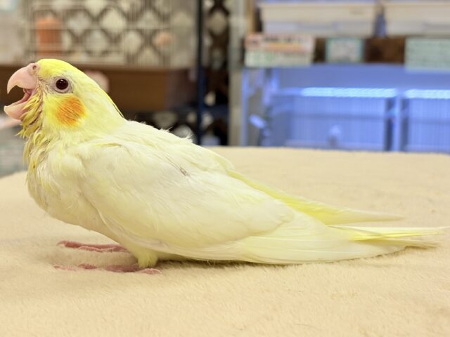 オカメインコ
