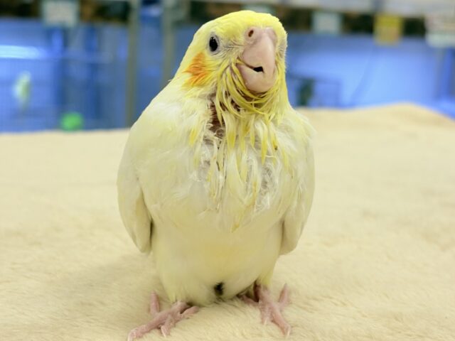 オカメインコ