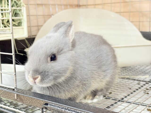 ネザーランドドワーフ