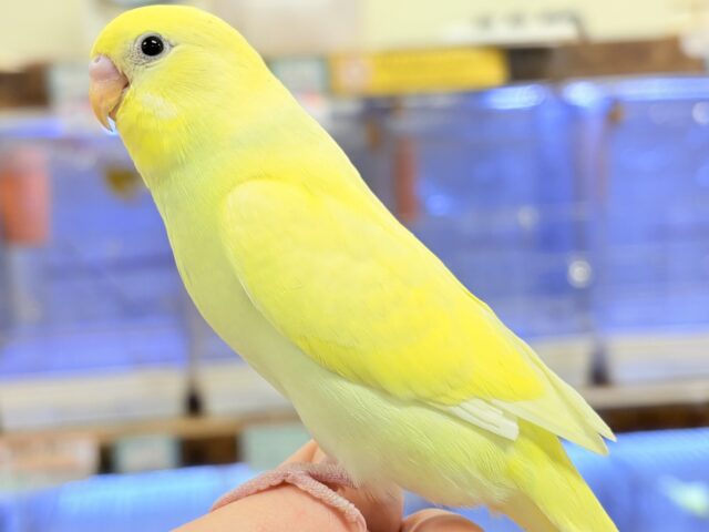 セキセイインコ