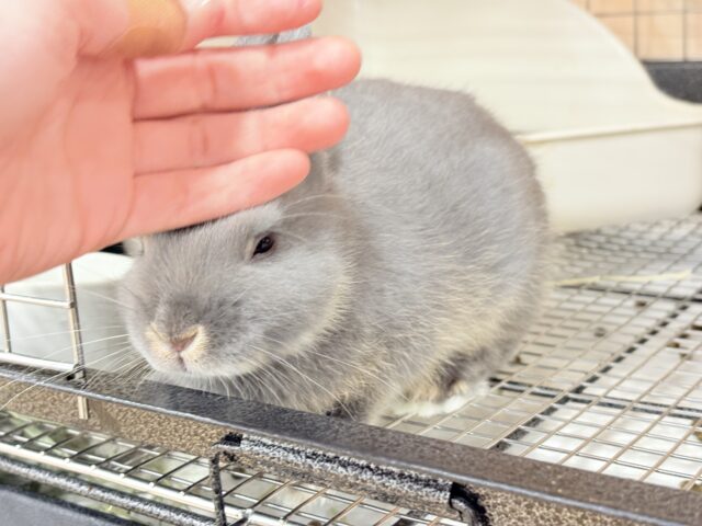 ネザーランドドワーフ