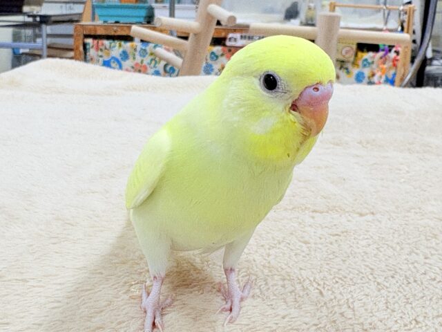 セキセイインコ