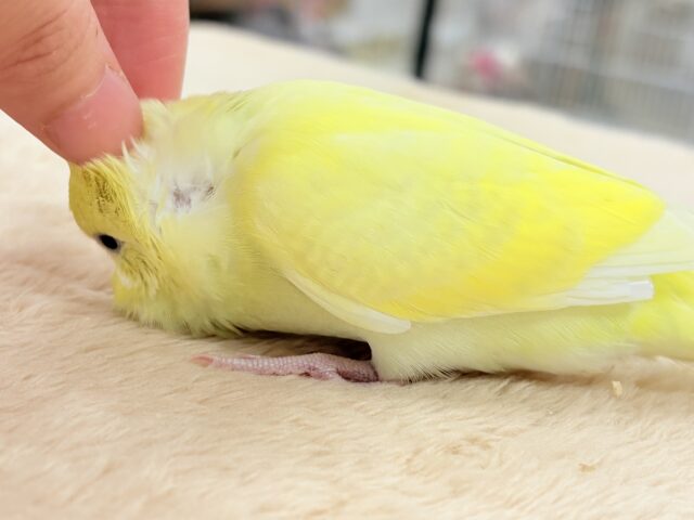 セキセイインコ
