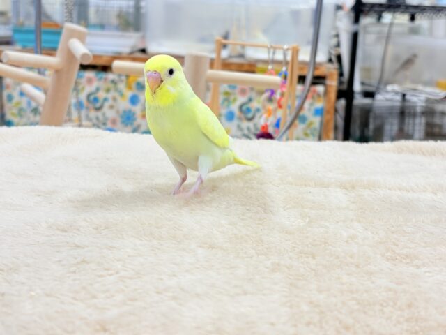 セキセイインコ