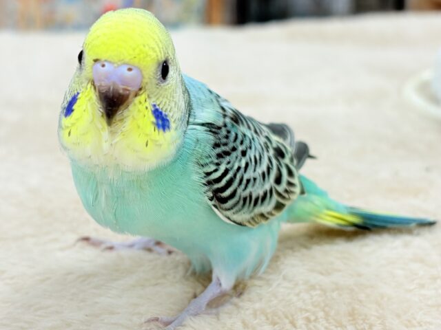 セキセイインコ