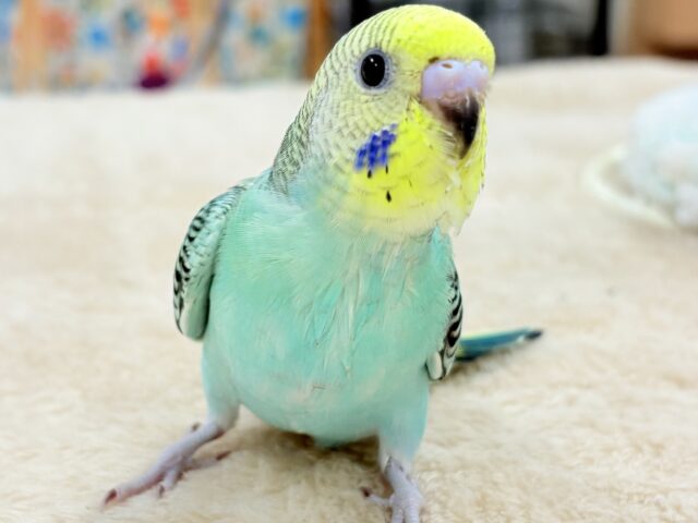 セキセイインコ