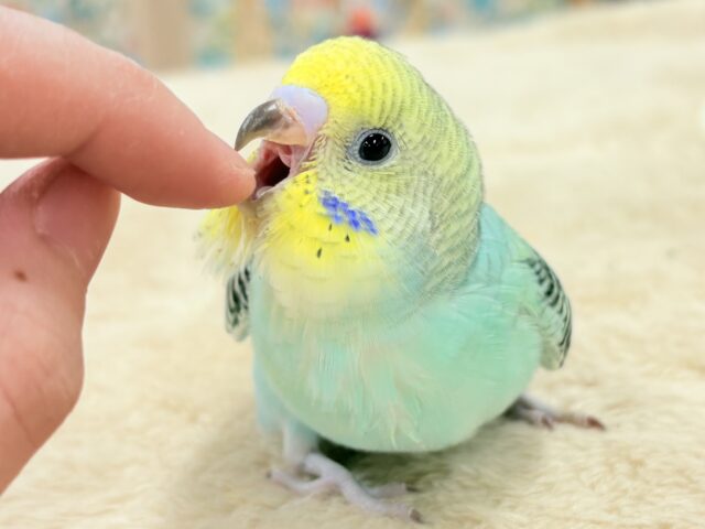 セキセイインコ