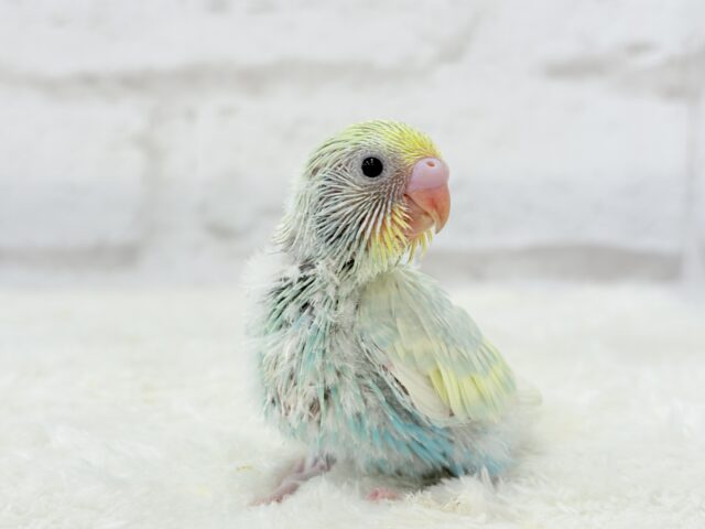 【最新画像更新🪄】ふんわり甘々🍬メロンソーダ🧃🍈💖セキセイインコ(パステルカラーレインボー) ヒナ セキセイインコ