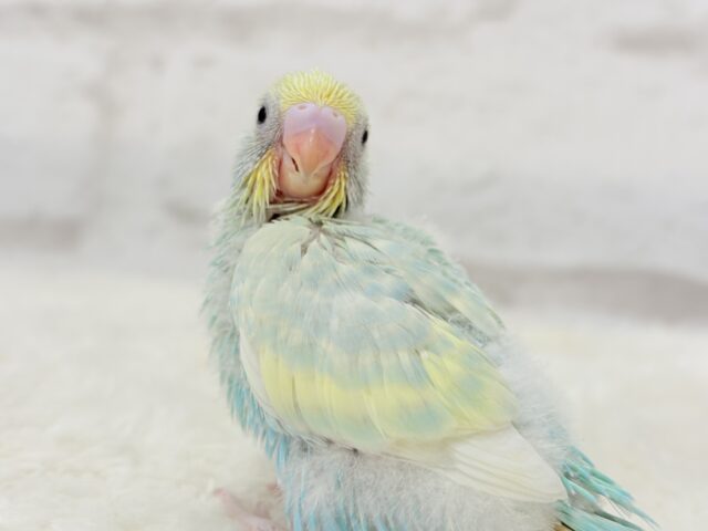 【最新画像更新🪄】ふんわり甘々🍬メロンソーダ🧃🍈💖セキセイインコ(パステルカラーレインボー) ヒナ セキセイインコ