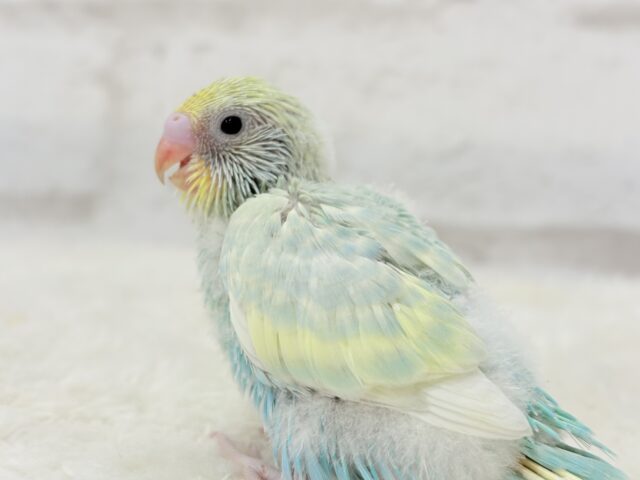 【最新画像更新🪄】ふんわり甘々🍬メロンソーダ🧃🍈💖セキセイインコ(パステルカラーレインボー) ヒナ セキセイインコ