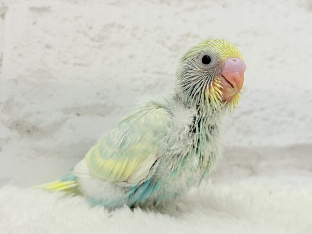 【最新画像更新🪄】ふんわり甘々🍬メロンソーダ🧃🍈💖セキセイインコ(パステルカラーレインボー) ヒナ セキセイインコ