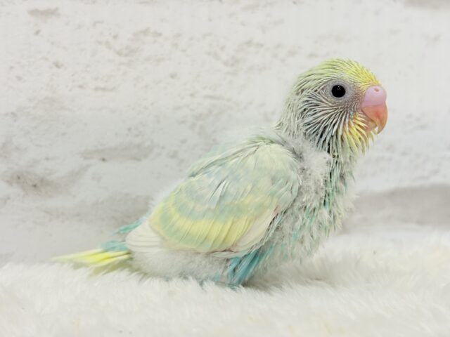 【最新画像更新🪄】ふんわり甘々🍬メロンソーダ🧃🍈💖セキセイインコ(パステルカラーレインボー) ヒナ セキセイインコ